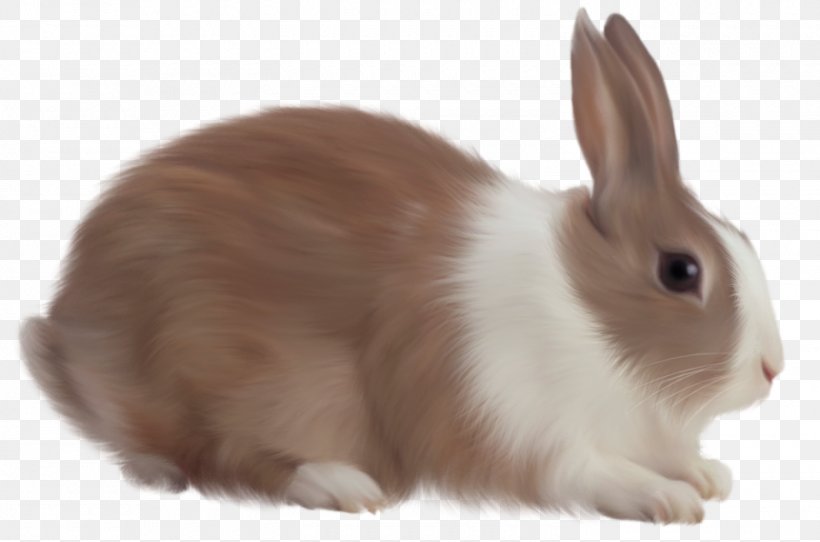 White Rabbit, PNG, 1500x993px, Easter Bunny, Angel Bunny, Cottontail