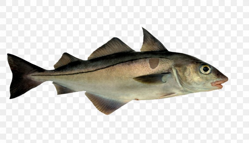Atlantic Ocean Fish And Chips Pollock Haddock Hake, PNG, 1160x667px, Atlantic Ocean, Atlantic Cod, Atlantic Halibut, Atlantic Wolffish, Barramundi Download Free