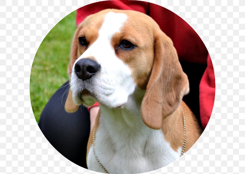 Beagle-Harrier English Foxhound American Foxhound Beagle-Harrier, PNG, 622x585px, Beagle, American Foxhound, Beagle Harrier, Beagleharrier, Black And Tan Coonhound Download Free