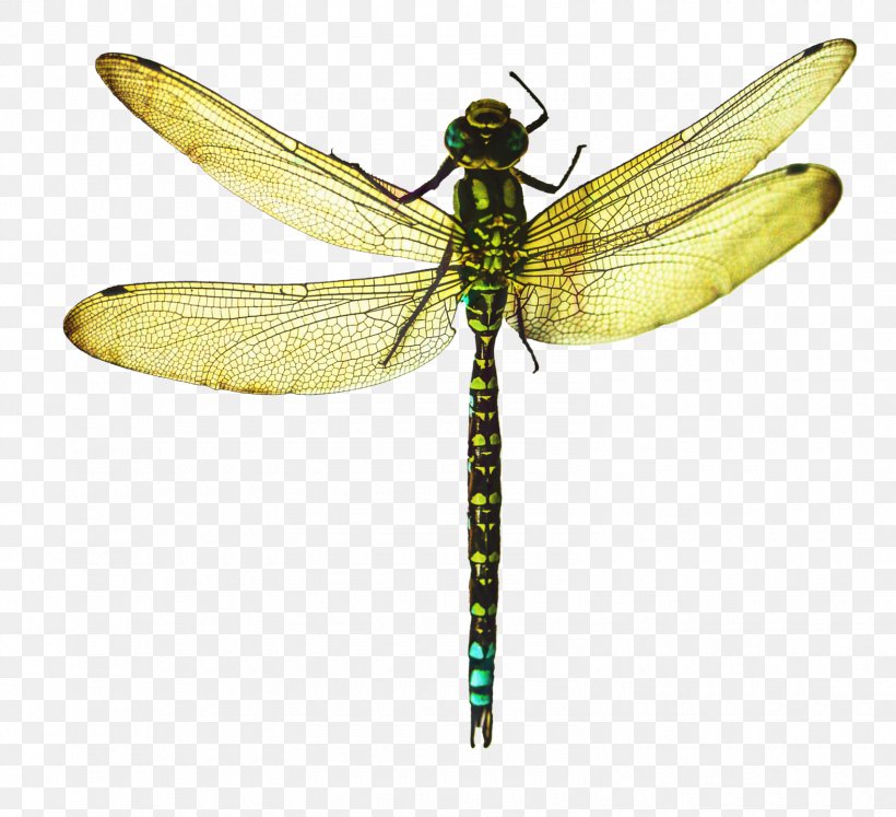 Dragonfly Insect, PNG, 1580x1440px, Dragonfly, Damselfly, Dragonflies And Damseflies, Hawker Dragonflies, Insect Download Free