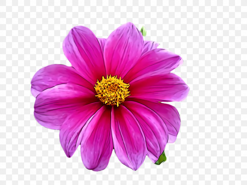 Flower Petal Pink Plant Violet, PNG, 2308x1732px, Flower, Cosmos, Daisy Family, Magenta, Petal Download Free