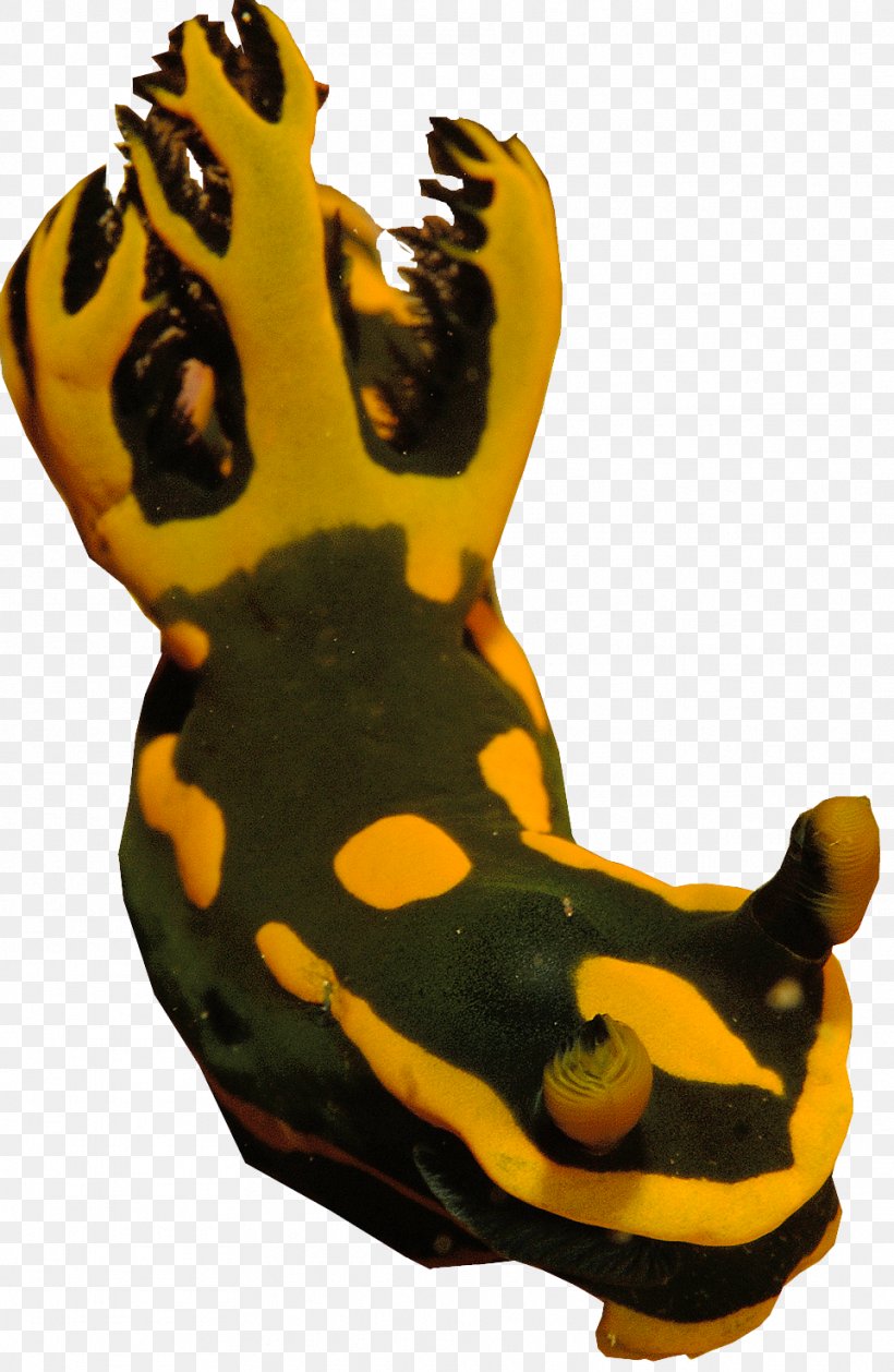 Giraffe Sea Slug Amphibians Terrestrial Animal, PNG, 962x1476px, Watercolor, Cartoon, Flower, Frame, Heart Download Free