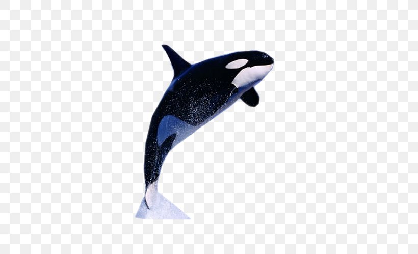 Killer Whale Dolphin Information Facebook, PNG, 500x500px, 2016, Killer Whale, Dolphin, Facebook, Fin Download Free