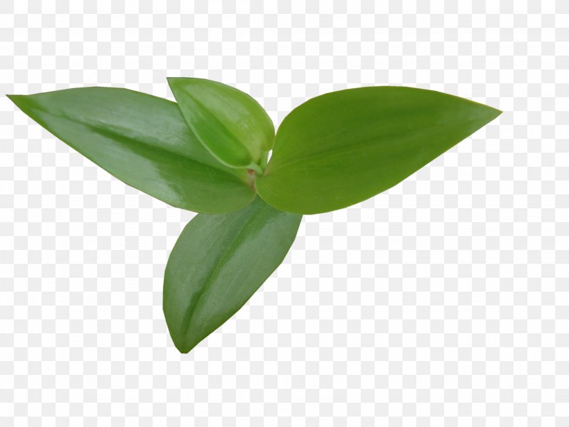 Leaf Plant Stem Yandex Search Clip Art, PNG, 2048x1536px, Leaf, Blog, Flora, Flower, Liveinternet Download Free