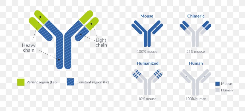 Monoclonal Antibody Production Imatinib Drug, PNG, 764x374px, Monoclonal Antibody, Antibody, Brand, Cancer, Chronic Myelogenous Leukemia Download Free