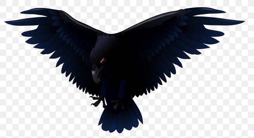 Vector Graphics Clip Art Common Raven Free Content, PNG, 800x445px, Common Raven, Accipitriformes, Beak, Bird, Bird Of Prey Download Free