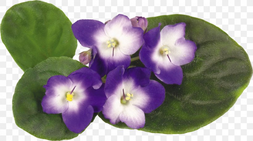 Violet Flower Clip Art, PNG, 1200x671px, Violet, Albom, Flower, Flowering Plant, Photo Albums Download Free