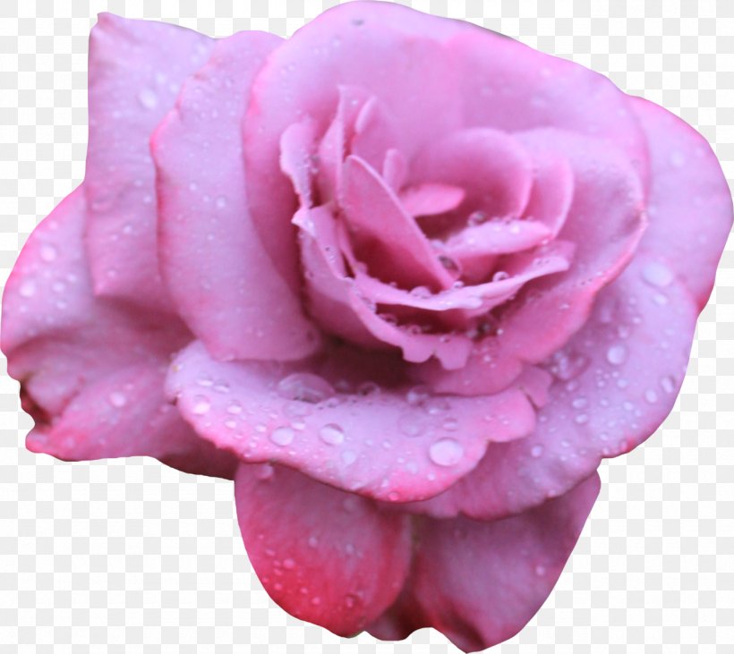 Beach Rose Flower Petal Pink, PNG, 1280x1142px, Beach Rose, Blue, Blue Rose, China Rose, Close Up Download Free