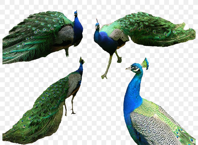 Bird Tiger Peafowl Computer File, PNG, 800x600px, Bird, Beak, Fauna, Feather, Galliformes Download Free