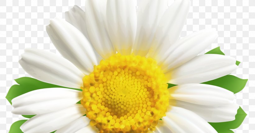 Common Daisy Oxeye Daisy Daisy Family Transvaal Daisy Clip Art, PNG, 1200x630px, Common Daisy, Animation, Bellis, Chamaemelum Nobile, Chamomile Download Free