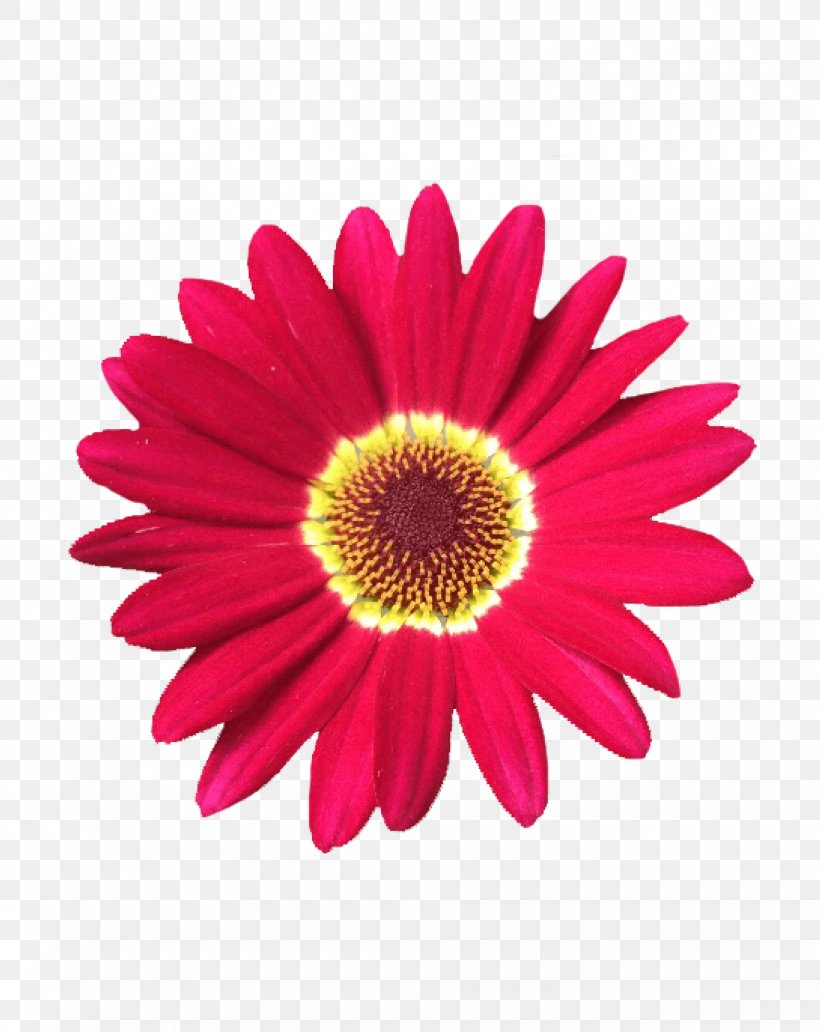 Flower Flowering Plant Barberton Daisy Gerbera Petal, PNG, 1840x2316px, Flower, African Daisy, Barberton Daisy, Flowering Plant, Gazania Download Free