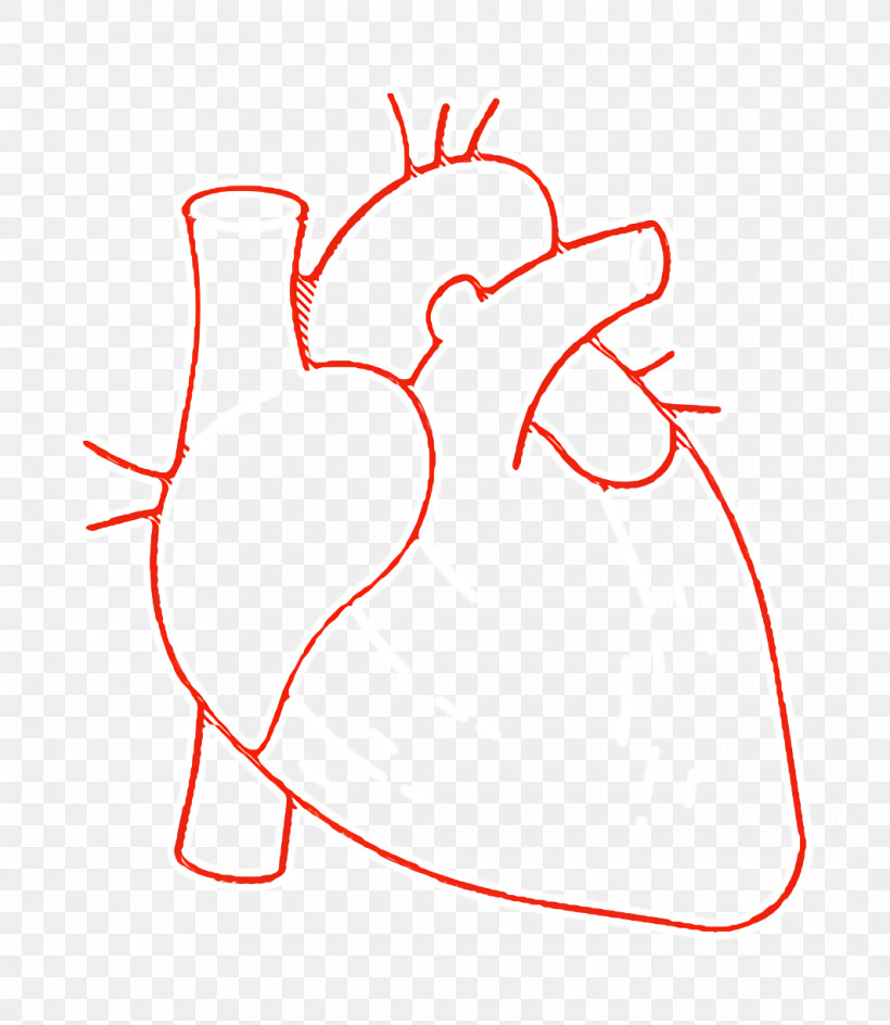 Human Anatomy Icon Heart Icon, PNG, 1066x1228px, Human Anatomy Icon, Cardiologist, Cardiology, Cardiovascular Disease, Echocardiography Download Free