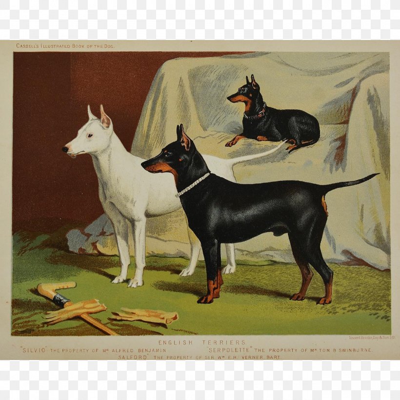 Manchester Terrier English White Terrier English Toy Terrier West Highland White Terrier Bull Terrier, PNG, 1280x1280px, Manchester Terrier, American Pit Bull Terrier, Boston Terrier, Bull And Terrier, Bull Terrier Download Free