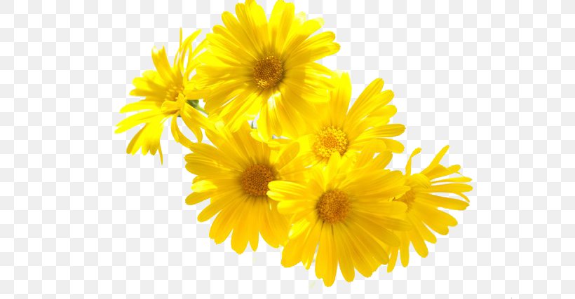 Mexican Marigold Chrysanthemum Flower, PNG, 640x427px, Mexican Marigold, Alibabacom, Calendula, Calendula Officinalis, Chrysanthemum Download Free