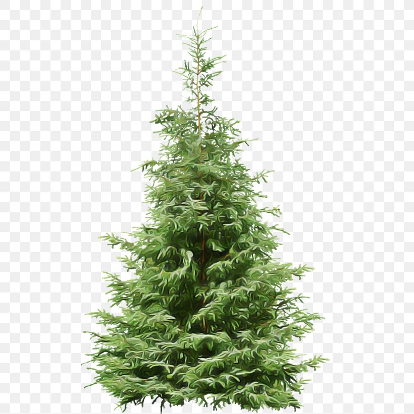 Shortleaf Black Spruce Balsam Fir Yellow Fir Tree Oregon Pine, PNG, 500x821px, Shortleaf Black Spruce, American Larch, Balsam Fir, Canadian Fir, Colorado Spruce Download Free