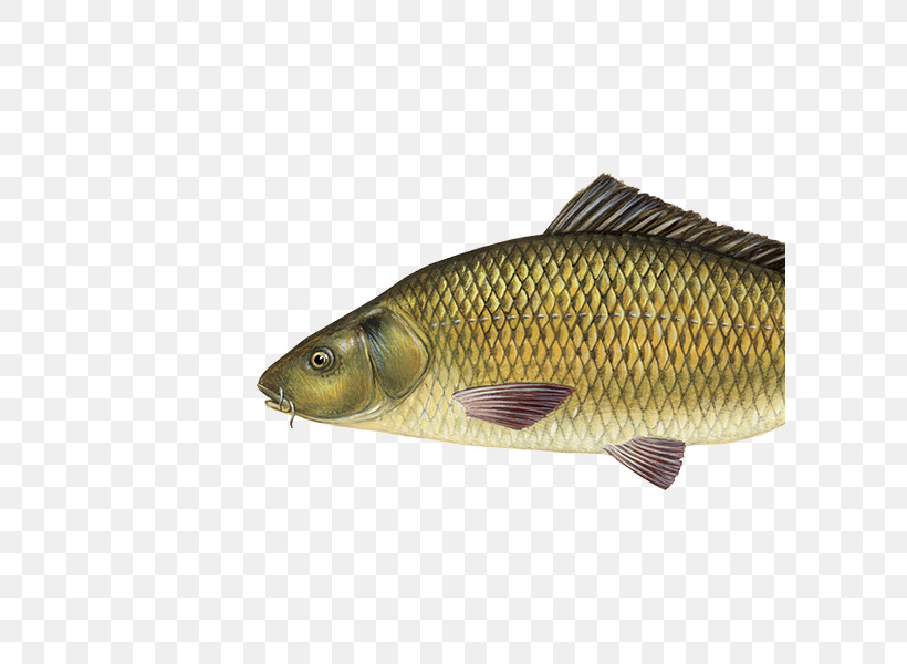 Fish Fish Carp Bony-fish Ray-finned Fish, PNG, 600x600px, Fish, Bass, Bonyfish, Carp, Cod Download Free