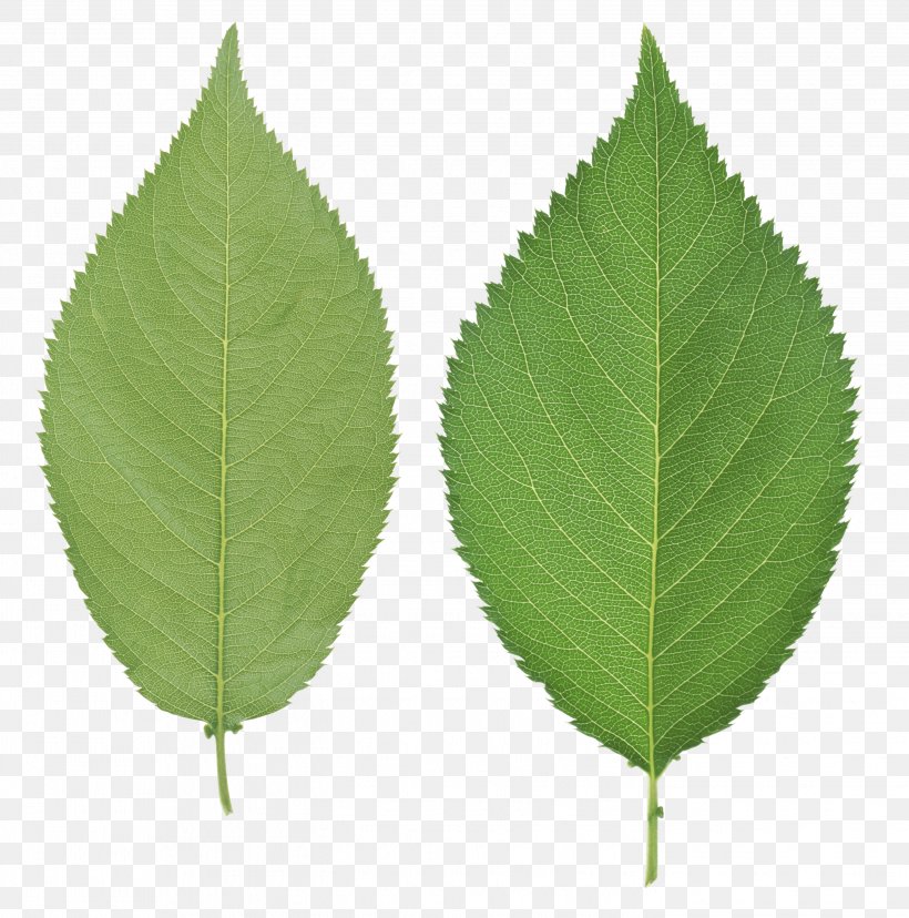 Leaf, PNG, 2842x2872px, Leaf, Directory, Display Resolution, Dots Per Inch, Plant Download Free
