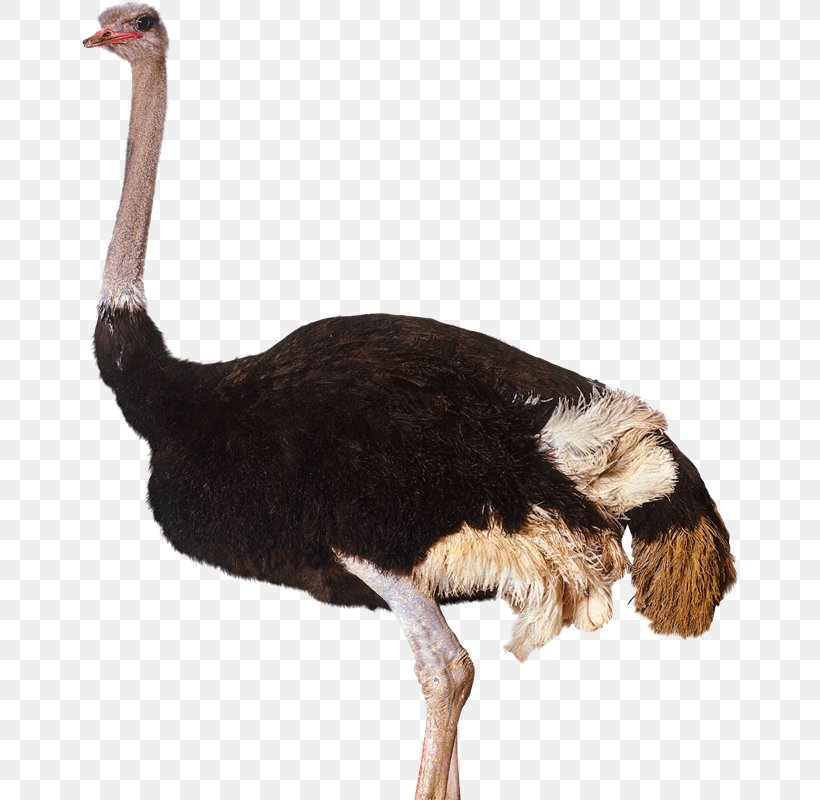 Common Ostrich Bird Clip Art, PNG, 656x800px, Common Ostrich, Beak, Bird, Emu, Fauna Download Free