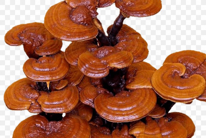 Dietary Supplement Lingzhi Mushroom Fungus Medicinal Fungi, PNG, 1280x860px, Dietary Supplement, Dxn, Edible Mushroom, Fungus, Ganoderma Download Free