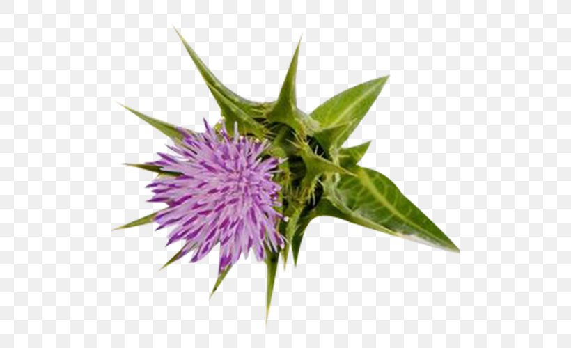 Milk Thistle Silibinin Stock Photography, PNG, 500x500px, Milk Thistle, Alamy, Antioxidant, Apple Extract, Flower Download Free