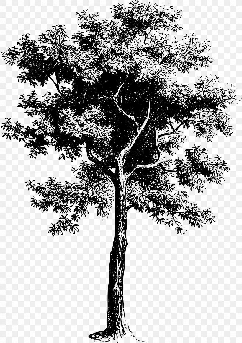 Tree Clip Art, PNG, 1695x2400px, Tree, Black And White, Branch, Drawing, Fir Download Free