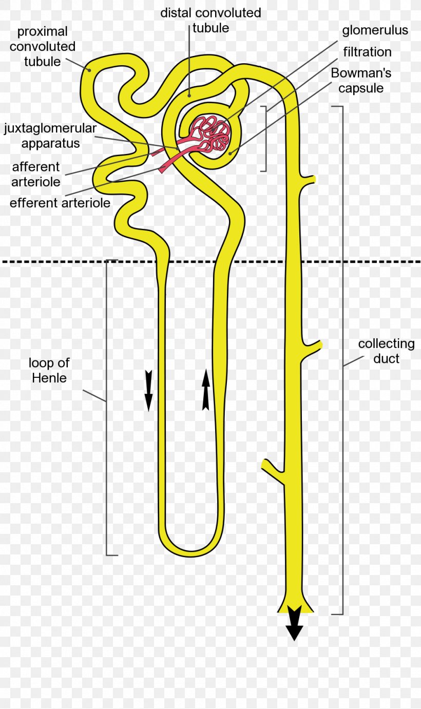 Juxtamedullary Nephron Kidney Tubulo Renale Renal Corpuscle, PNG, 1000x1685px, Nephron, Area, Diagram, Drawing, Excretory System Download Free