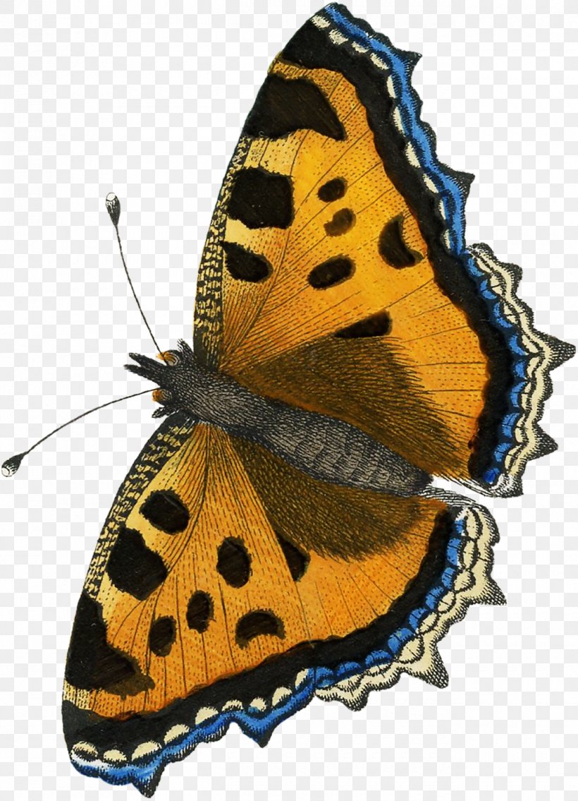 Monarch Butterfly Moth Gossamer-winged Butterflies Brush-footed Butterflies, PNG, 1300x1800px, Monarch Butterfly, Art, Arthropod, Brush Footed Butterfly, Brushfooted Butterflies Download Free