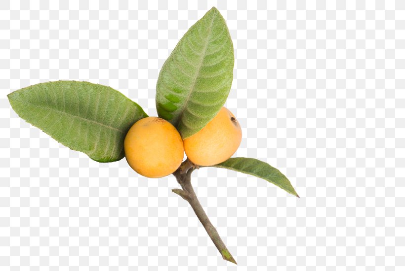 Rangpur Food Loquat Fruit Tree Calamondin, PNG, 800x550px, Rangpur, Bitter Orange, Calamondin, Cancer, Citrus Download Free