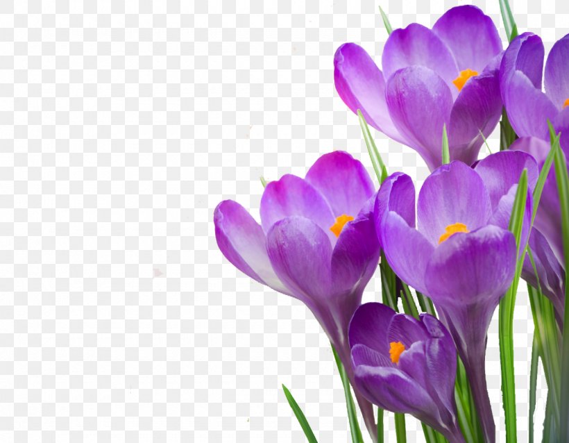 Desktop Wallpaper Stock Photography Crocus Tommasinianus Flower Crocus Vernus, PNG, 1280x997px, Stock Photography, Bulb, Crocus, Crocus Tommasinianus, Crocus Vernus Download Free