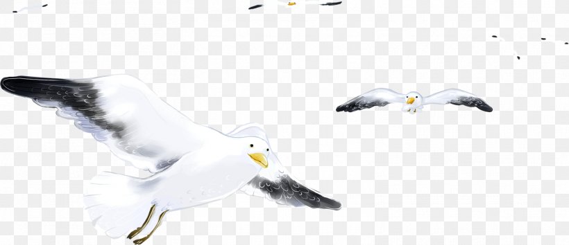 European Herring Gull Bird Gulls Sevastopol Feather, PNG, 1564x676px, European Herring Gull, Beak, Bird, Charadriiformes, Fauna Download Free
