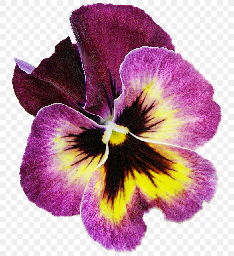 Pansy Flower Mother Petal Garden Roses, PNG, 753x898px, Pansy, Child, Flower, Flower Bouquet, Flowering Plant Download Free