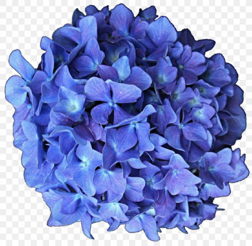 French Hydrangea Flower Blue Lilac, PNG, 904x883px, French Hydrangea, Amethyst, Blue, Color, Cornales Download Free