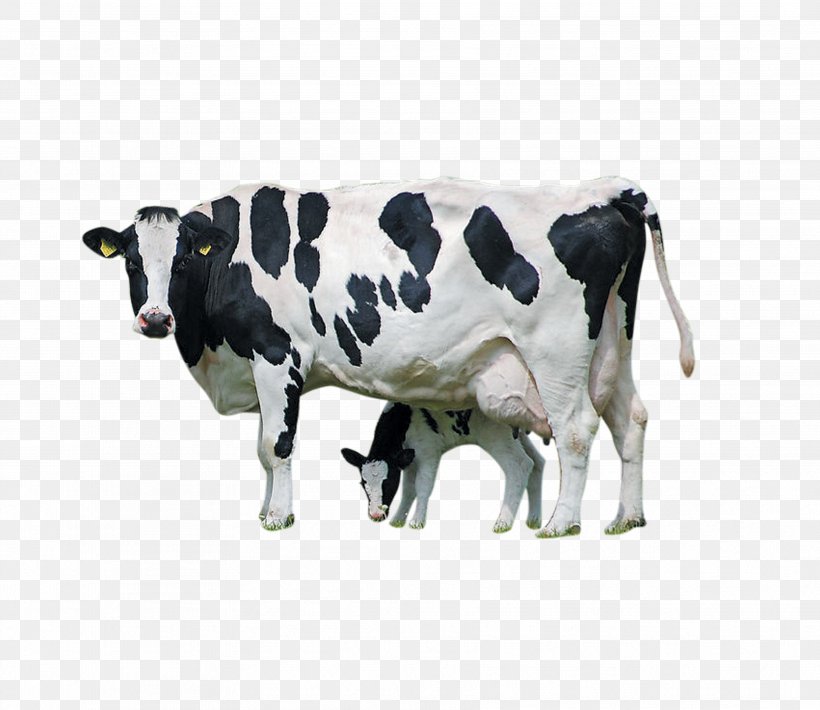 Holstein Friesian Cattle Calf Farm Livestock Dairy Cattle, PNG, 3543x3071px, Holstein Friesian Cattle, Agriculture, Animal, Calf, Cattle Download Free
