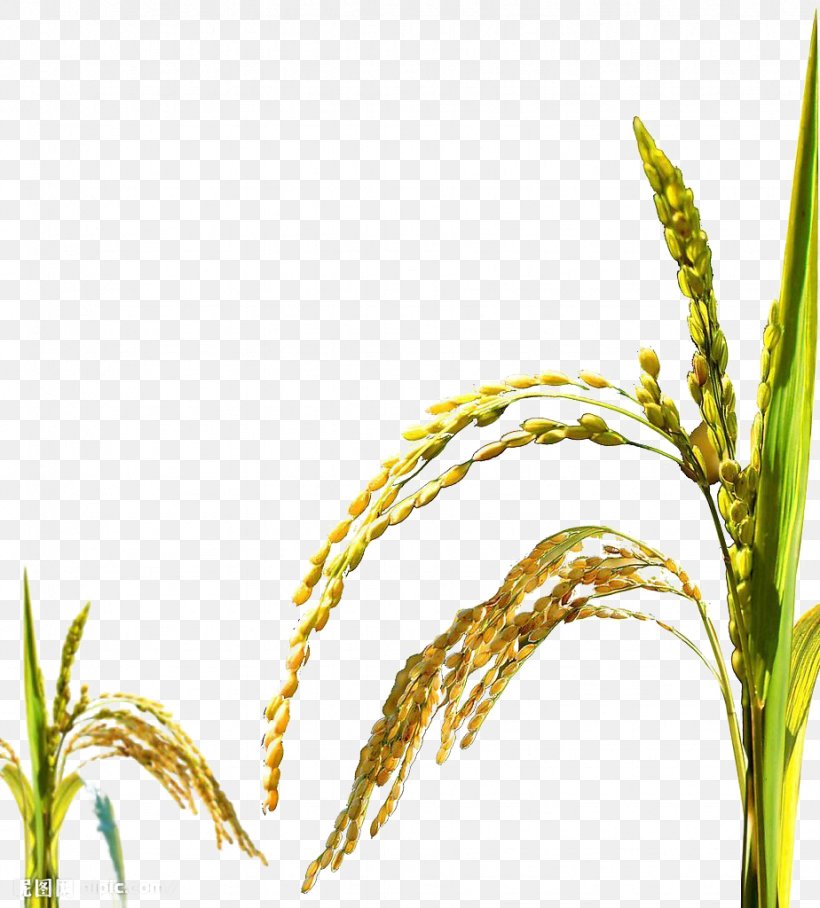 Rice Oryza Sativa Poster, PNG, 924x1024px, Rice, Advertising, Caryopsis, Commodity, Creativity Download Free