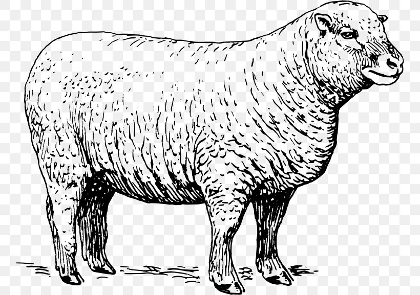 Sheep Lamb And Mutton Clip Art, PNG, 759x577px, Sheep, Animal Figure, Black And White, Black Sheep, Carnivoran Download Free