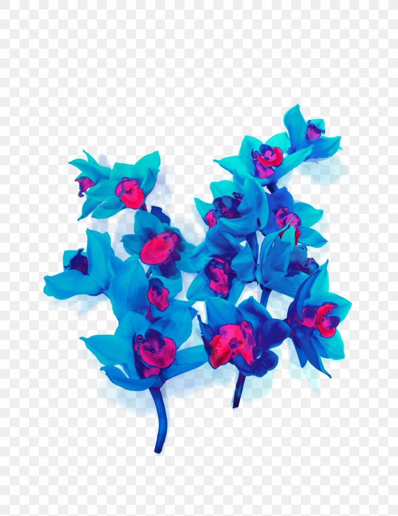 Dendrobium Orchids Blue Flower, PNG, 3579x4642px, Orchids, Blossom, Blue, Color, Dendrobium Orchids Download Free