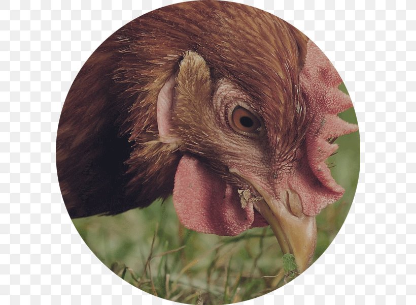 Australorp Wyandotte Chicken Urban Chicken The Perfect Chicken Turkey, PNG, 600x600px, Australorp, Animal Feed, Beak, Business, Chicken Download Free
