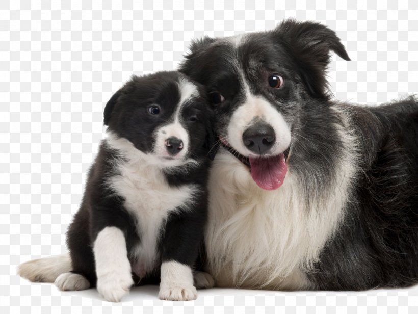 Border Collie Rough Collie Smooth Collie Puppy Old English Sheepdog, PNG, 1580x1188px, Border Collie, Breed, Carnivoran, Collie, Companion Dog Download Free
