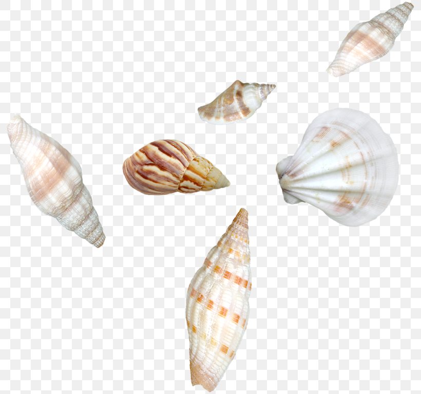 Cockle Clip Art Photography Sea, PNG, 800x767px, Cockle, Bivalve, Conch, Conchology, Molluscs Download Free