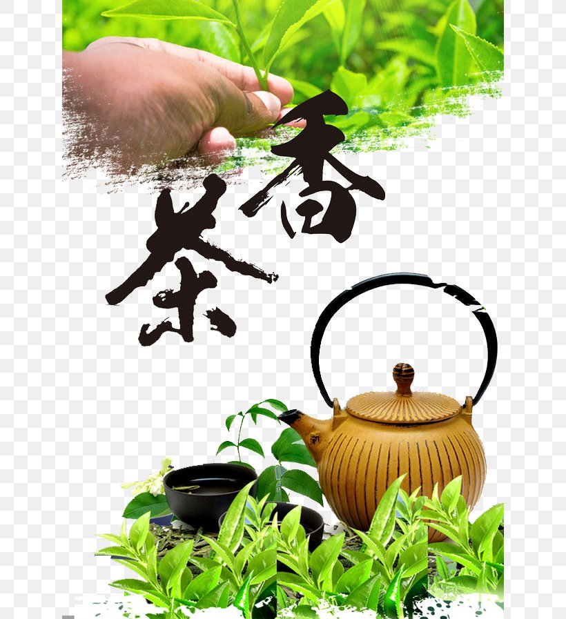 Green Tea Coffee White Tea Oolong, PNG, 640x897px, Tea, Alternative Medicine, Chinese Tea, Classic Of Tea, Coffee Download Free