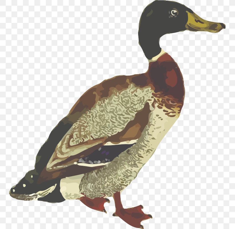 Mallard Duck Clip Art, PNG, 755x800px, Mallard, Anatidae, Beak, Bird, Duck Download Free