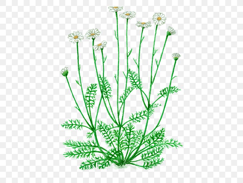 Pyrethrum Dalmatian Pellitory Chrysanthemum Pyrethrin Plant Stem, PNG, 487x618px, Pyrethrum, Anthriscus, Bud, Caraway, Chrysanthemum Download Free