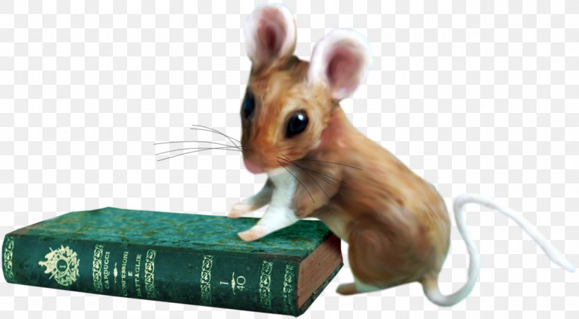 Rat Gerbil Hamster Computer Mouse Fauna, PNG, 1280x707px, Rat, Computer Mouse, Fauna, Gerbil, Hamster Download Free