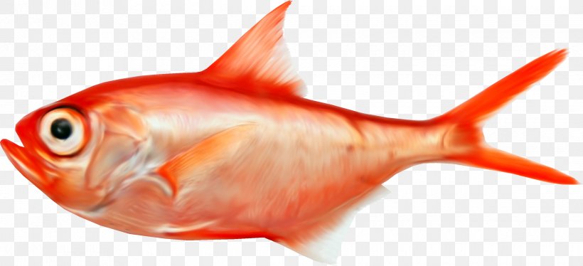 Splendid Alfonsino Fish Royal Gramma, PNG, 2440x1115px, Splendid Alfonsino, Alfonsino, Animal Source Foods, Beryx, Bony Fish Download Free