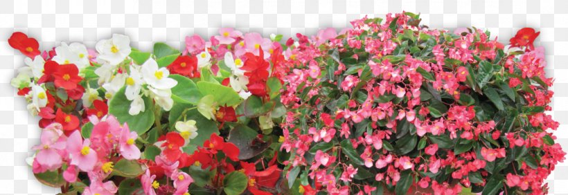 Cut Flowers Annual Plant Plant Stem Pink M Plants, PNG, 1088x375px, Cut Flowers, Annual Plant, Flora, Flower, Flowering Plant Download Free