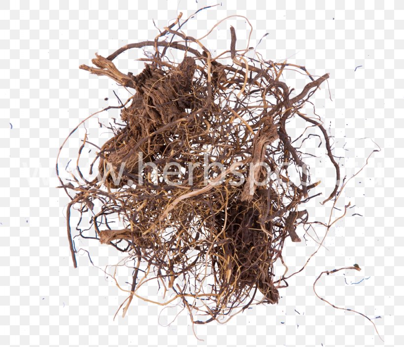 Maral Root Medicinal Plants Herbaceous Plant, PNG, 1024x880px, Maral Root, Adaptogen, Adonis Vernalis, Artikel, Bird Nest Download Free