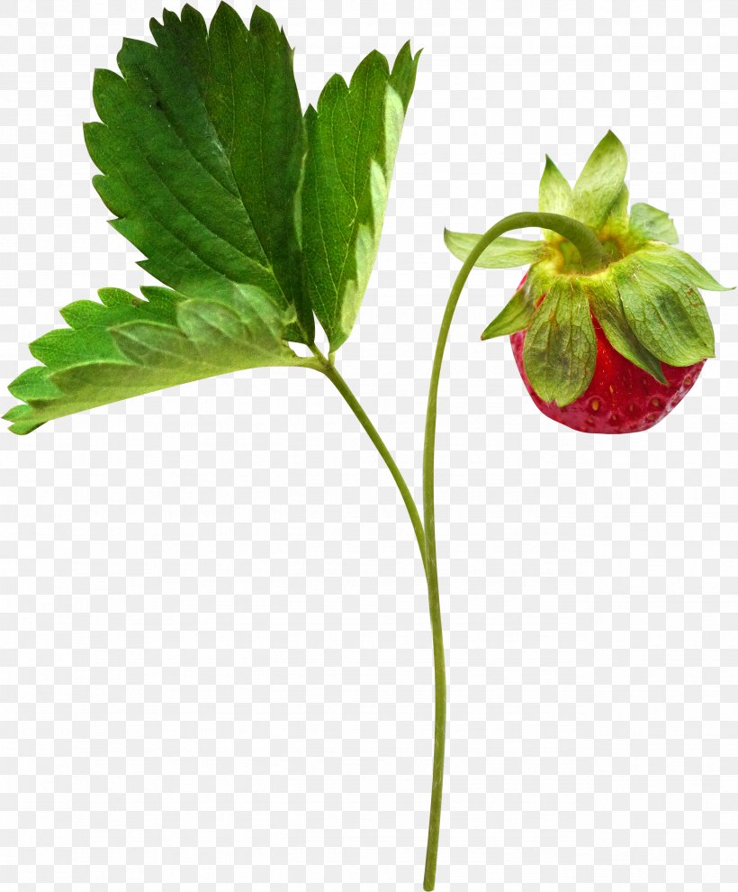 Strawberry Fruit Clip Art, PNG, 2575x3110px, Strawberry, Auglis, Branch, Cherry Tomato, Flower Download Free