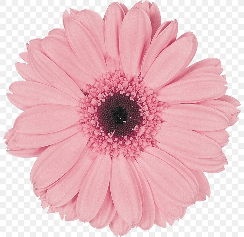 Transvaal Daisy Cut Flowers Wholesale Assortment Strategies, PNG, 800x797px, Transvaal Daisy, Assortment Strategies, Color, Colours Of Nature, Common Daisy Download Free