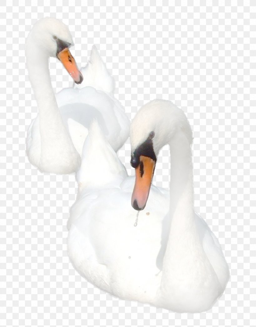 Cygnini Bird Goose Duck, PNG, 1004x1280px, Cygnini, Beak, Bird, Duck, Ducks Geese And Swans Download Free