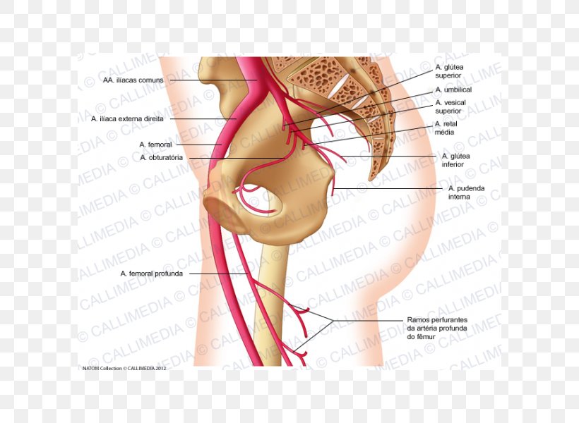 Femoral Artery Internal Iliac Artery Superior Gluteal Artery Obturator Artery, PNG, 600x600px, Watercolor, Cartoon, Flower, Frame, Heart Download Free